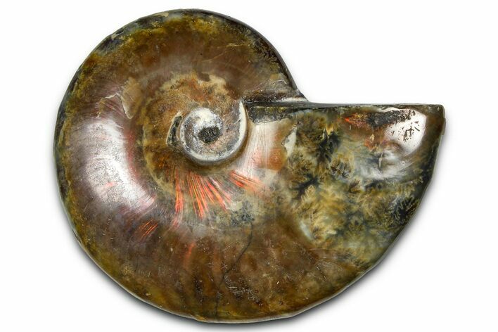 Polished Red Flash Ammonite (Cleoniceras) Fossil - Madagascar #367707